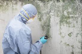 Best Mold Damage Restoration  in Mclouth, KS